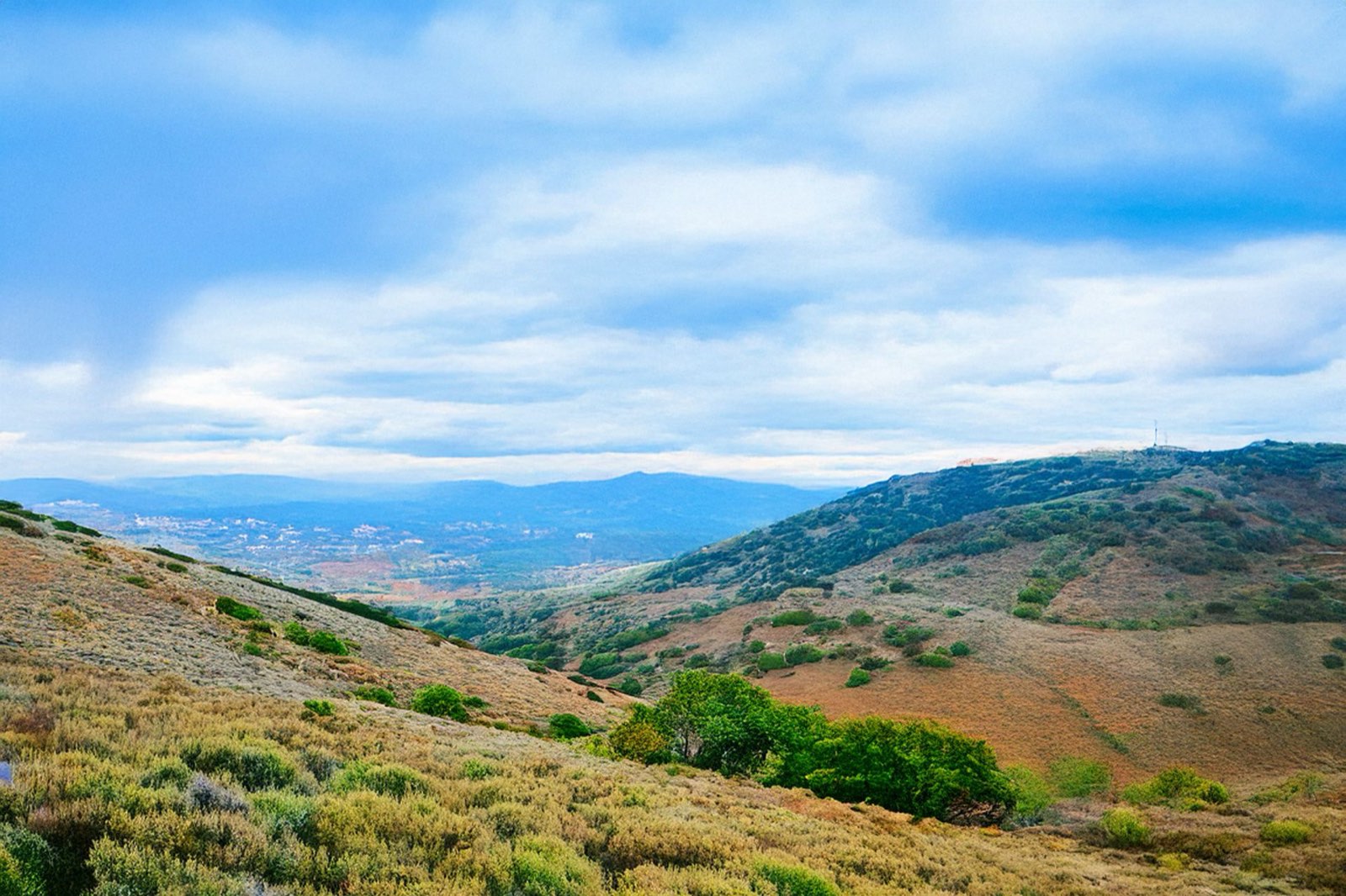 Dog training in Carmel Valley, CA