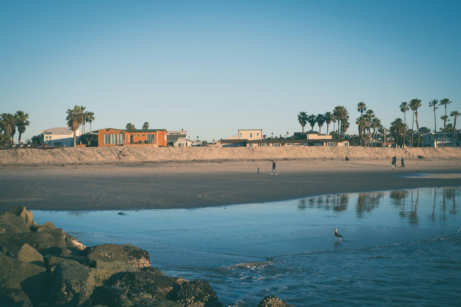 Dog training in Del Mar, CA