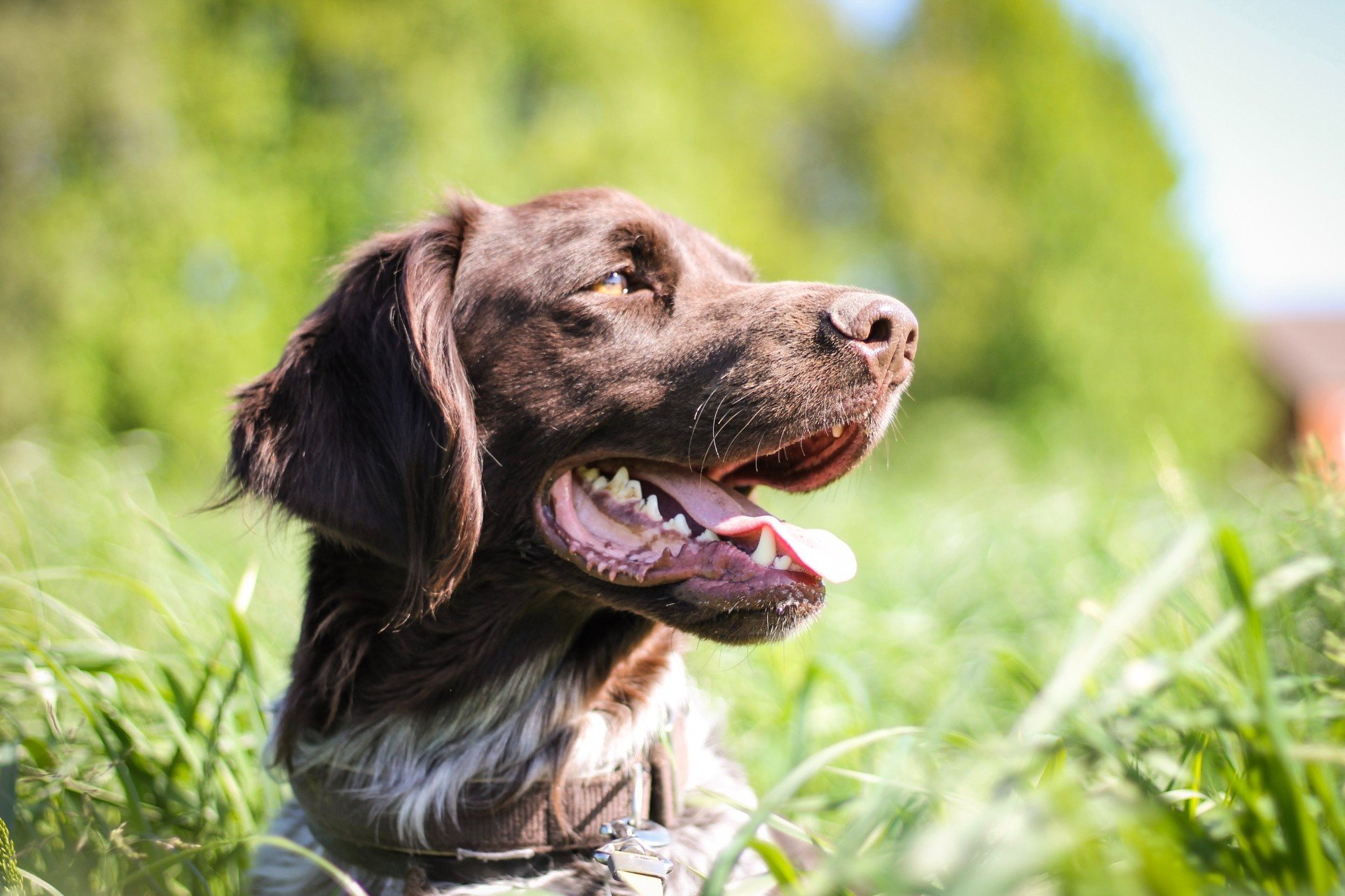 Dog Training in Fallbrook with Got Sit Dog Training San Diego