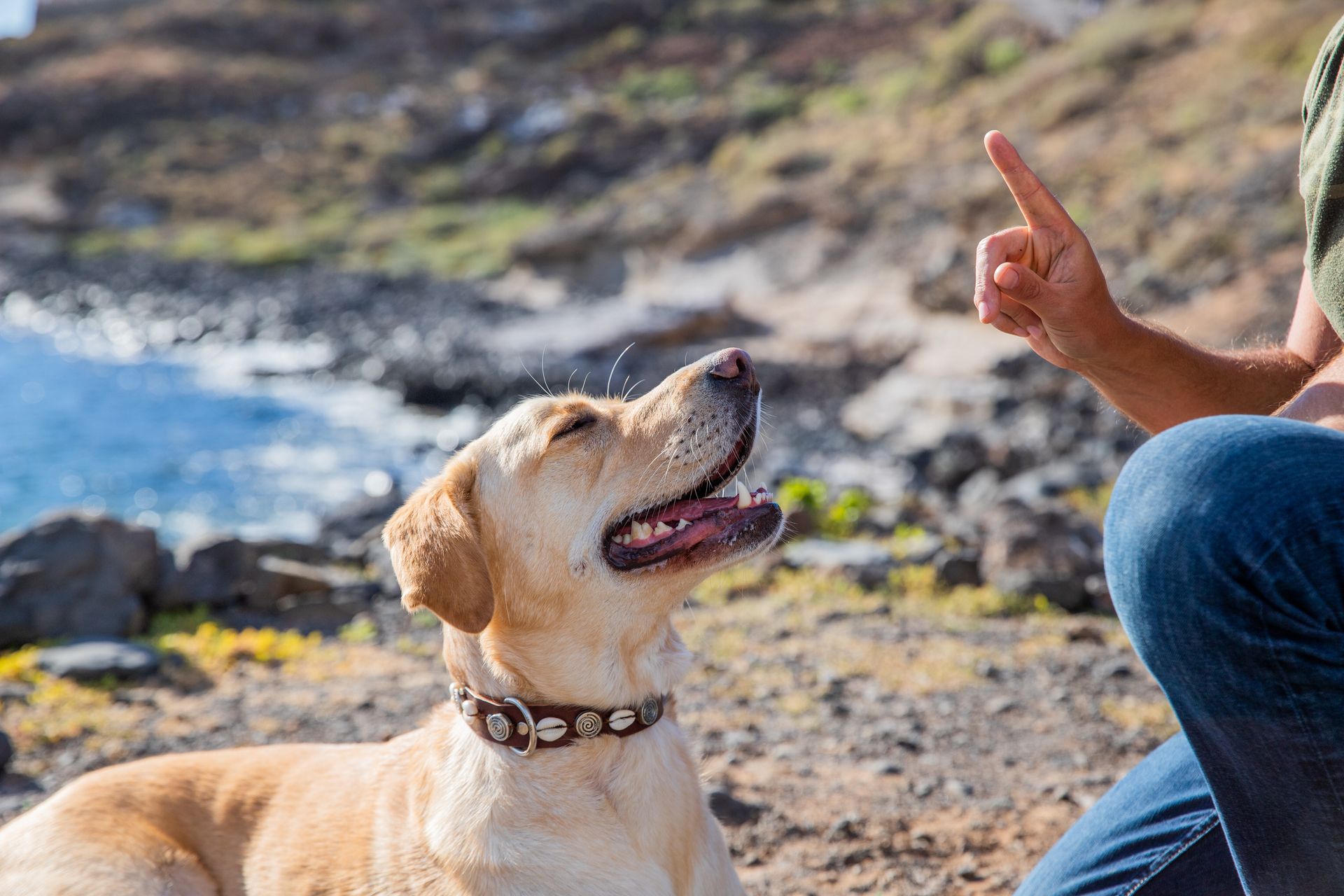 Got Sit trainer working one-on-one with a dog in North County San Diego
